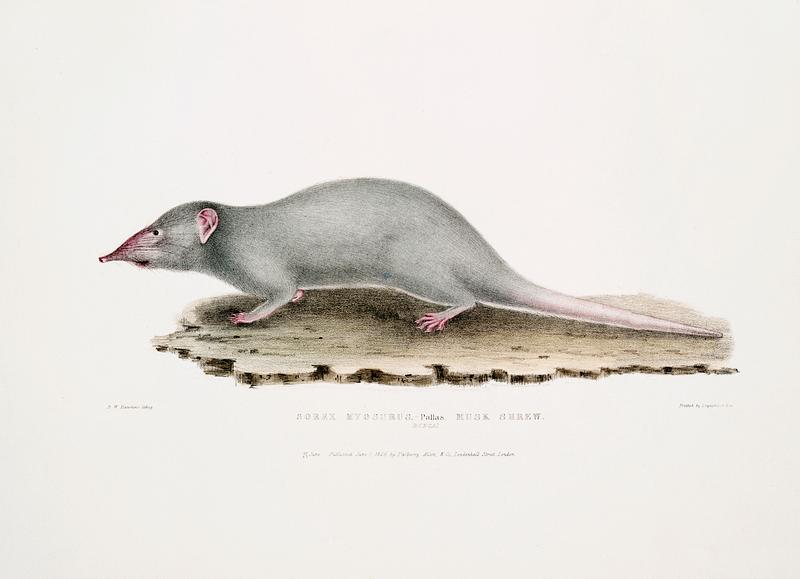 Musk Shrew (Sorex myosurus) from Illustrations of Indian zoology (1830-1834) by John Edward Gray (1800-1875). Original from New York public library. Digitally enhanced by rawpixel. Musk Shrew (Sorex myosurus) from Illustrations of Indian zoology (1830-1834) by John Edward Gray (1800-1875). Original from…