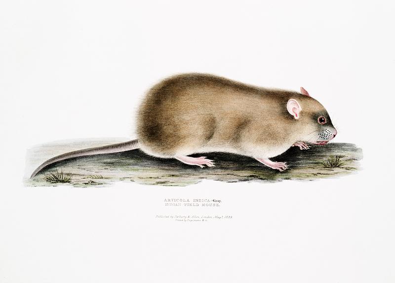 Indian Field Mouse (Arvicola Indica) from Illustrations of Indian zoology (1830-1834) by John Edward Gray (1800-1875). Original from New York public library. Digitally enhanced by rawpixel. Indian Field Mouse (Arvicola Indica) from Illustrations of Indian zoology (1830-1834) by John Edward Gray (1800-1875).…