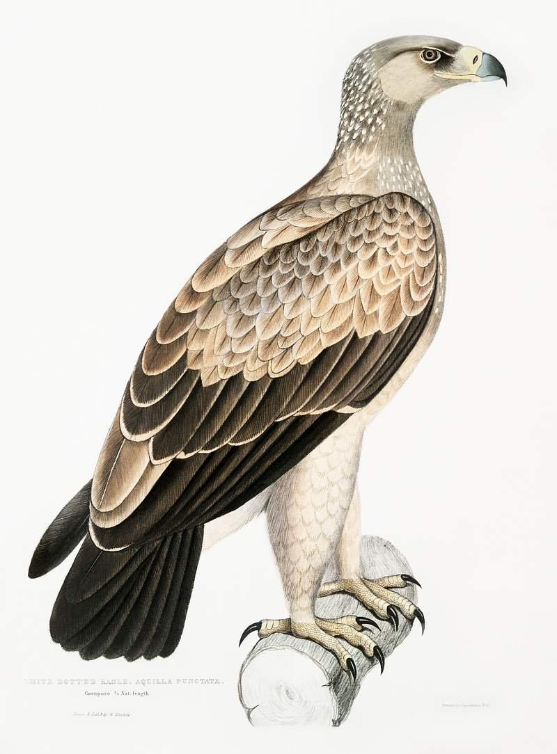 White Dotted Eagle (Aquila punctata) from Illustrations of Indian zoology (1830-1834) by John Edward Gray (1800-1875).…