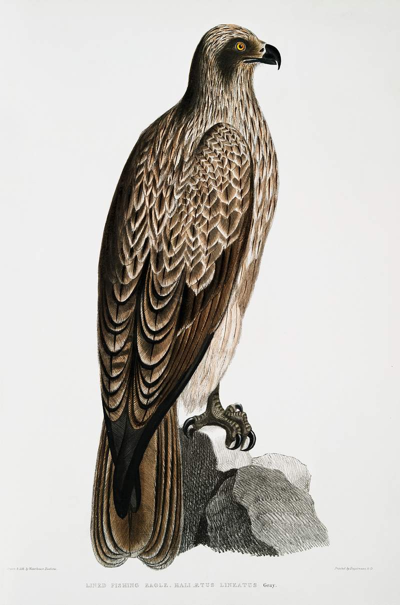 Lined Fishing Eagle (Haliætus lineatus) from Illustrations of Indian zoology (1830-1834) by John Edward Gray (1800…