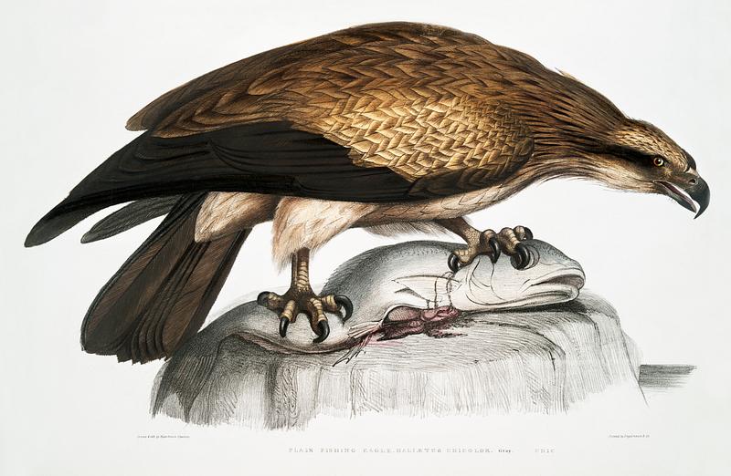 Plain Fishing Eagle (Haliætus unicolor) from Illustrations of Indian zoology (1830-1834) by John Edward Gray (1800-1875). Original from New York public library. Digitally enhanced by rawpixel. Plain Fishing Eagle (Haliætus unicolor) from Illustrations of Indian zoology (1830-1834) by John Edward Gray (1800…