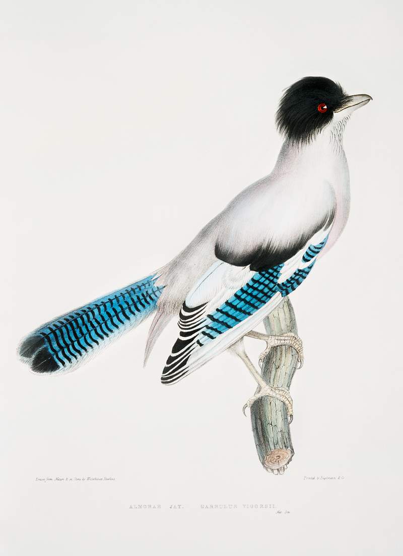Almorah Jay (Garrulus Vigorsii) from Illustrations of Indian zoology (1830-1834) by John Edward Gray (1800-1875). Original…