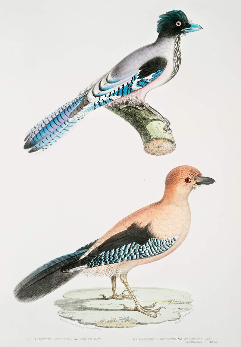 1. Gular Jay (Garrulus gularis) 2. Beautiful Jay (Garrulus ornatus) Natural size from Illustrations of Indian zoology (1830…