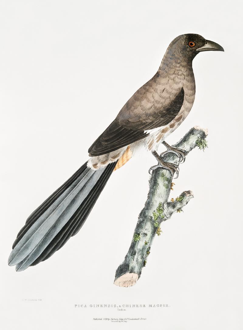 Chinese Magpie (Pica Sinensis) from Illustrations of Indian zoology (1830-1834) by John Edward Gray (1800-1875). Original from New York public library. Digitally enhanced by rawpixel. Chinese Magpie (Pica Sinensis) from Illustrations of Indian zoology (1830-1834) by John Edward Gray (1800-1875). Original…