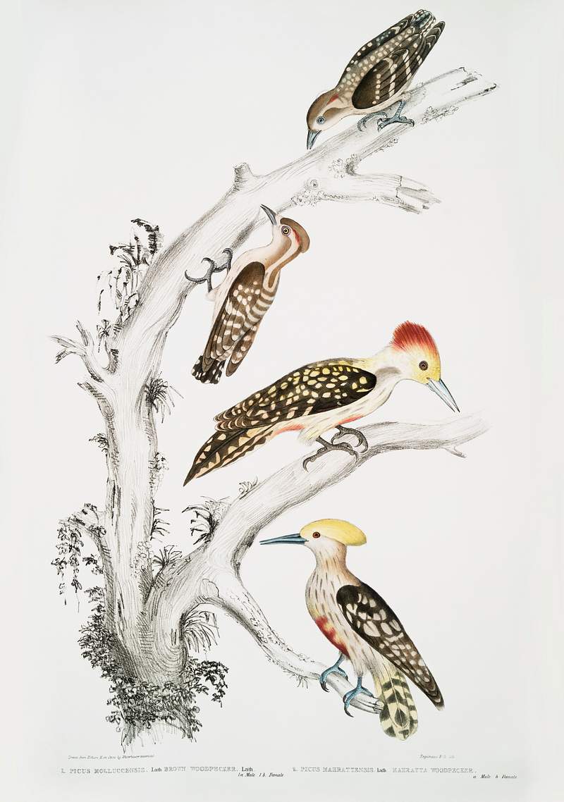 1. Brown Woodpecker (Picus Molluccensis) Male and Female; 2. Mahratta Woodpecker (Picus Mahrattensis) Male and Female from…
