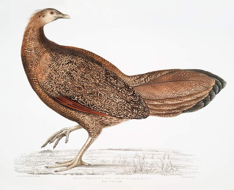 Argus Pheasant (Argus Pavoninus) China 2/3 Natural size from Illustrations of Indian zoology (1830-1834) by John Edward Gray…