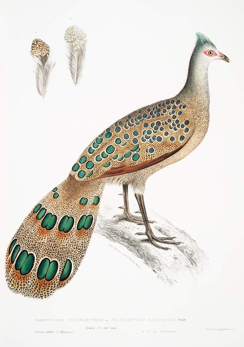 Hardwicke's Polyplectron (Polyplectron Hardwickii) from Illustrations of Indian zoology (1830-1834) by John Edward Gray (1800…