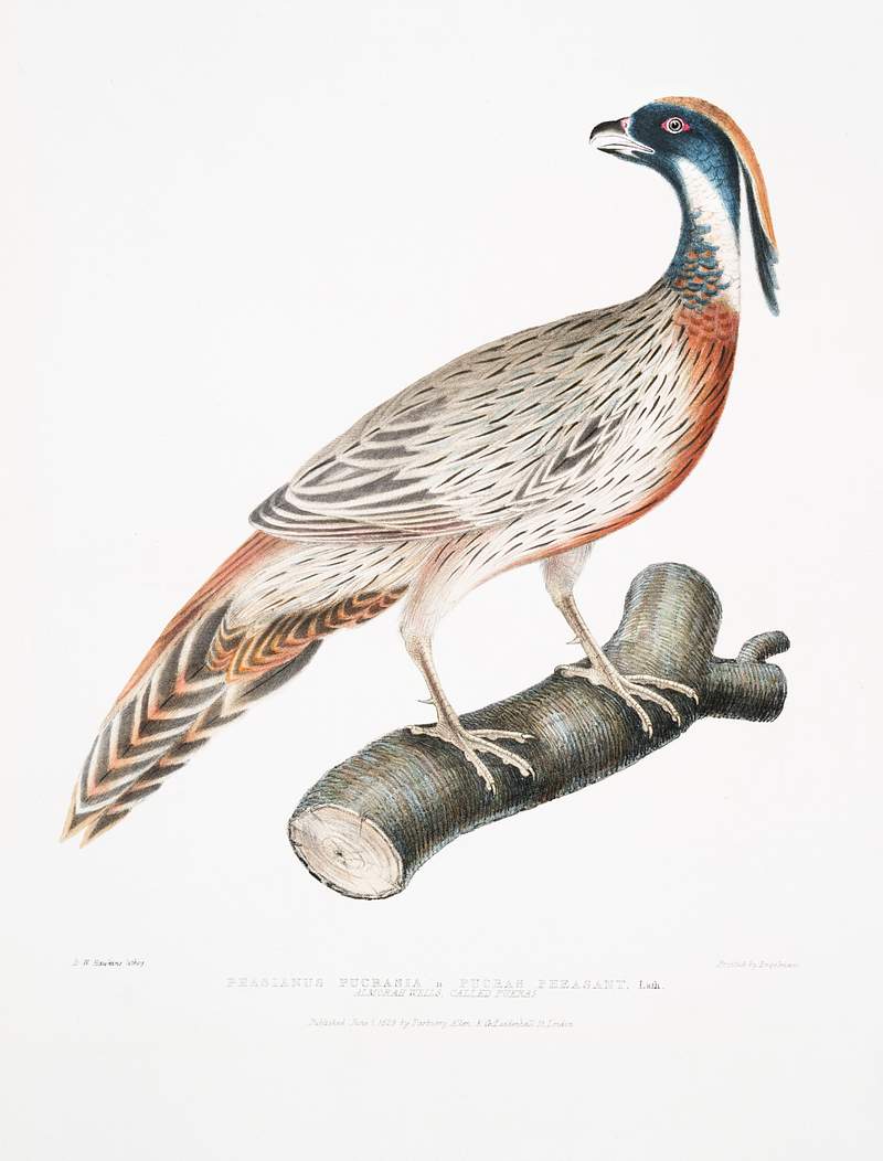 Pucras Pheasant (Phasianus Pucrasia) from Illustrations of Indian Zoology (1830-1834) by John Edward Gray (1800-1875).…