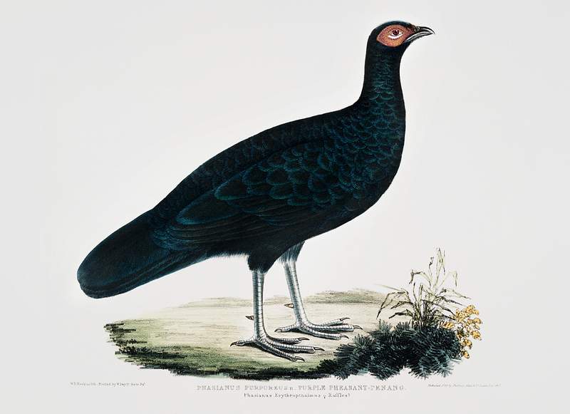 Puple Pheasant (Phasianus purpureus) from Illustrations of Indian zoology (1830-1834) by John Edward Gray (1800-1875).…