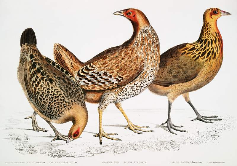 1. Javan Hen (Gallus furcatus); 2. Lord Stanley's Hen (Gallus Stanleyi); 3. Bank's Hen (Gallus Bankiva) from Illustrations of…