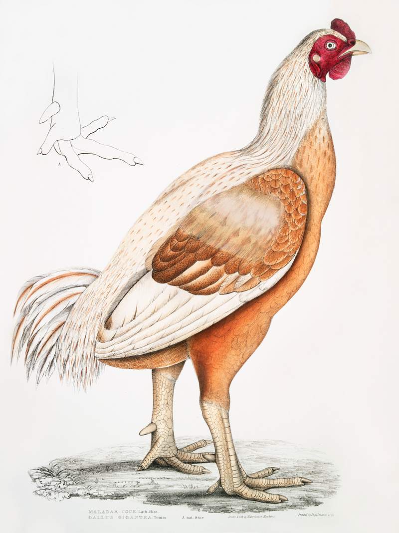 Malabar Cock (Gallus gigantea) Natural size from Illustrations of Indian zoology (1830-1834) by John Edward Gray (1800-1875).…