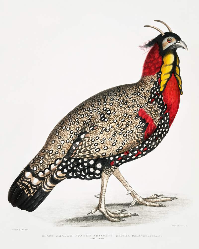 Black head Horned Pheasant (Satyra melanocephala) Adult male from Illustrations of Indian zoology (1830-1834) by John Edward…