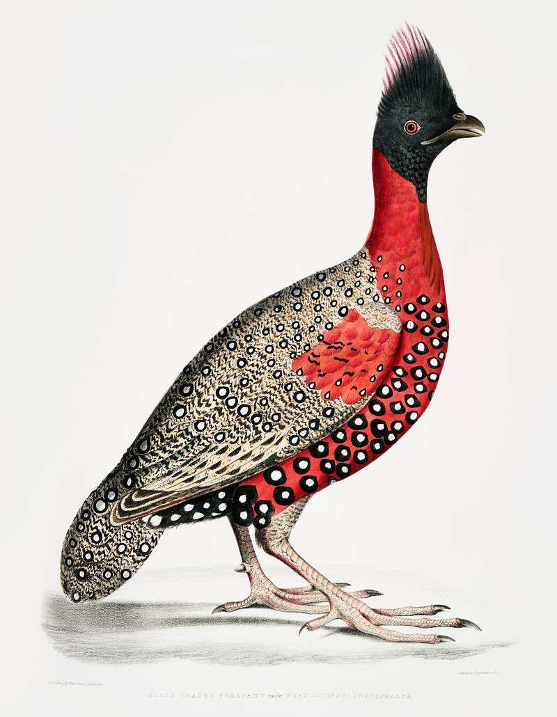 Black headed Pheasant (Phasianus melanocephalus) Young male of former from Illustrations of Indian zoology (1830-1834) by…