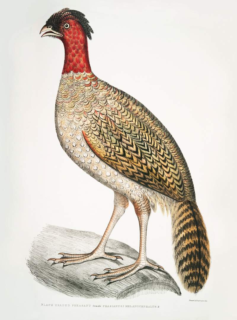Black headed Pheasant (Phasianus melanocephalus) Female from Illustrations of Indian zoology (1830-1834) by John Edward Gray…