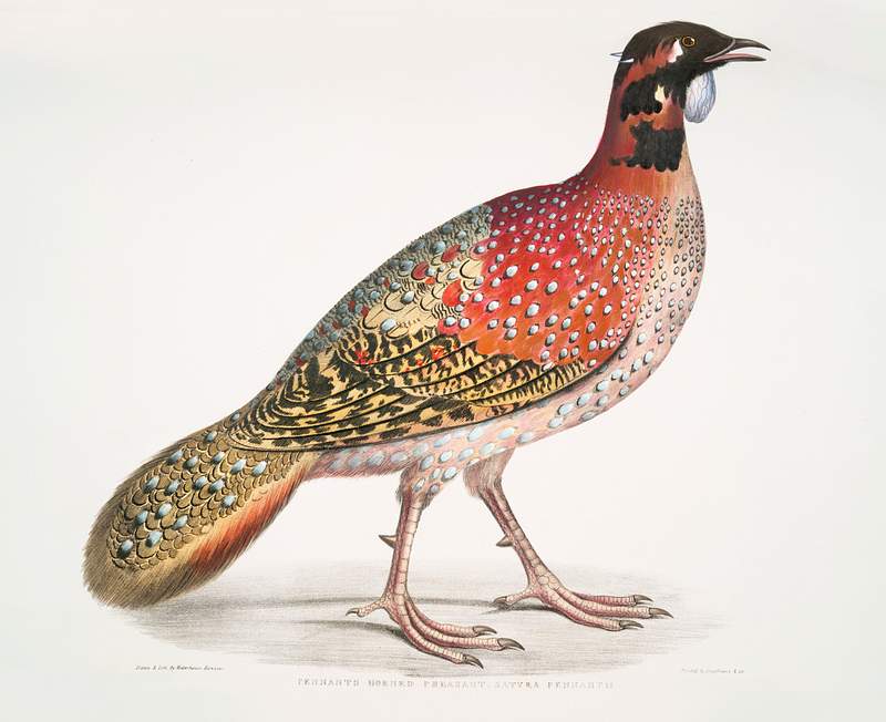 Pennant's Horned Pheasant (Satyra Pennatii) from Illustrations of Indian zoology (1830-1834) by John Edward Gray (1800-1875).…
