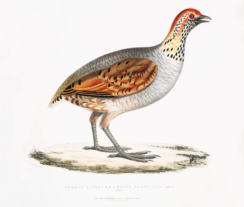 Olive Partridge (Perdix olivacea) from Illustrations of Indian zoology (1830-1834) by John Edward Gray (1800-1875). Original…