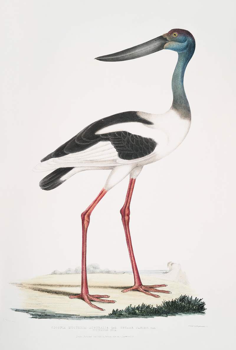Tetaar Jabiru (Mycteria Australis) from Illustrations of Indian zoology (1830-1834) by John Edward Gray (1800-1875). Original…