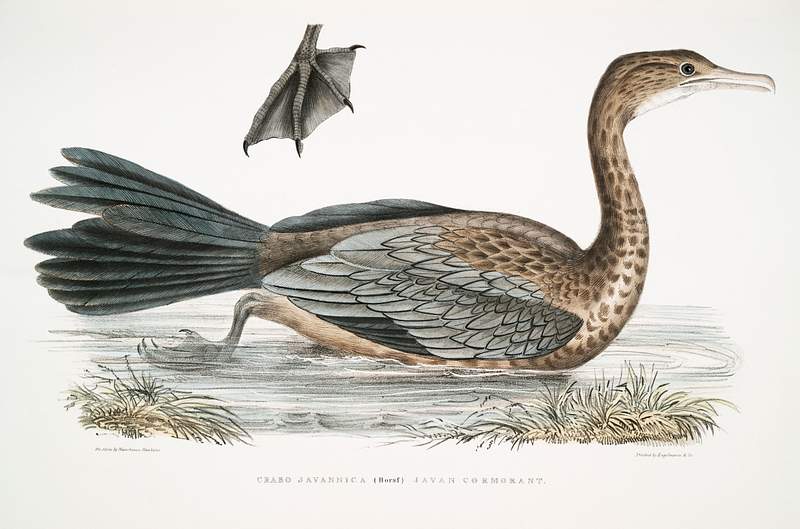 Javan Cormorant (Carbo Javannica) from Illustrations of Indian zoology (1830-1834) by John Edward Gray (1800-1875). Original…