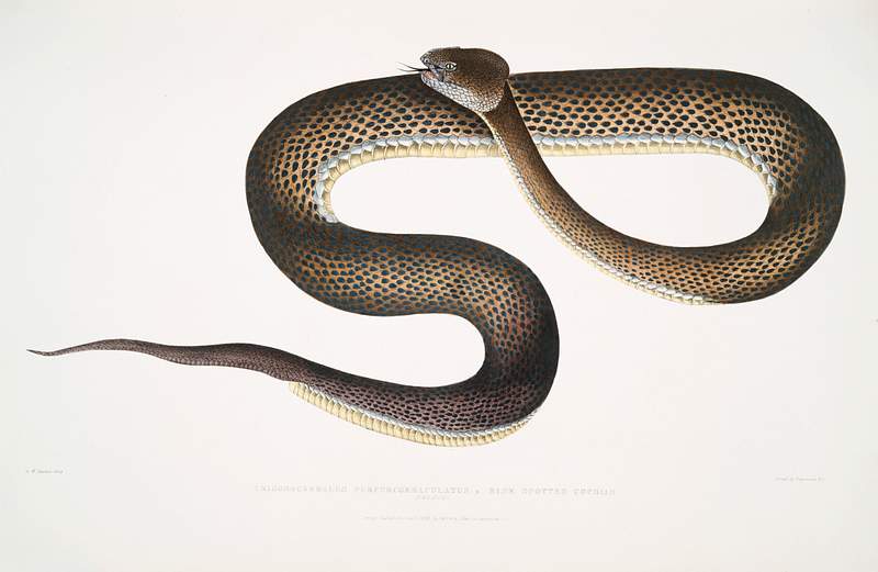 Blue spotted Cophias (Trigonocephalus purpurcornaculatus) from Illustrations of Indian zoology (1830-1834) by John Edward…