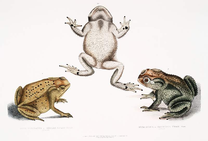 1. Keeled Nosed Toad (Bufo carinatus); 2, 2a. Doubtful Toad (Bufo dubius) from Illustrations of Indian zoology (1830-1834) by…