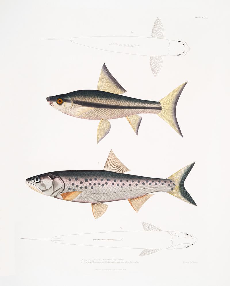 1. Hamilton's Carp (Cyprinus (Bangana) Hamiltonii); 2. Goha Carp (Cyprinus (Leuciscus) Goha) from Illustrations of Indian zoology (1830-1834) by John Edward Gray (1800-1875). Original from New York public library. Digitally enhanced by rawpixel. 1. Hamilton's Carp (Cyprinus (Bangana) Hamiltonii); 2. Goha Carp (Cyprinus (Leuciscus) Goha) from Illustrations of Indian…