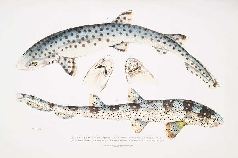 1. Spotted Bearded Shark (Scyllium maculatum); 2. Ornamented Bearded Shark (Scyllium ornatum) from Illustrations of Indian…