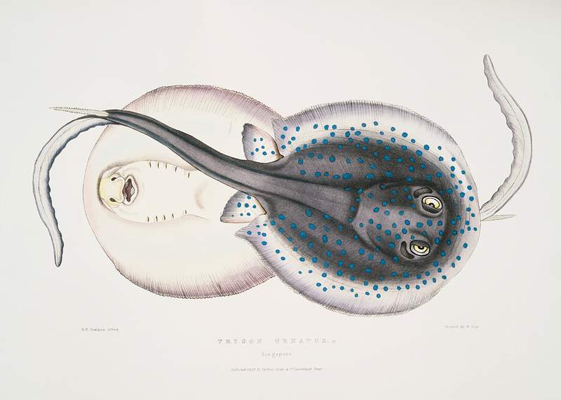 Ornamented Trygon (Trygon ornatus) from Illustrations of Indian zoology (1830-1834) by John Edward Gray (1800-1875). Original…