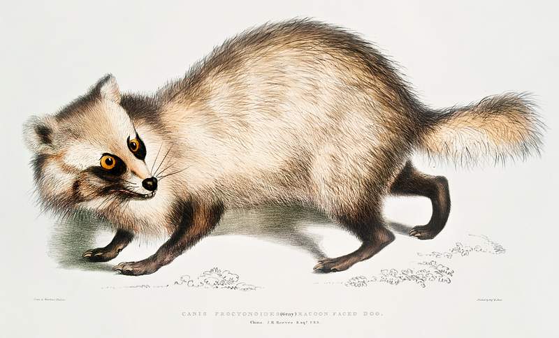 Racoon-faced Dog (Canis procyonoides) from Illustrations of Indian zoology (1830-1834) by John Edward Gray (1800-1875).…