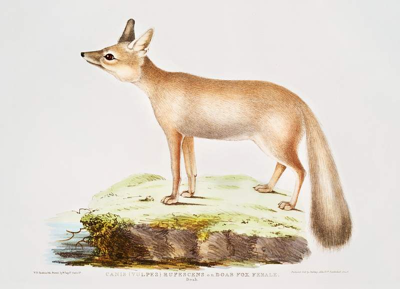 Doab Fox Female (Vulpes rufescens) from Illustrations of Indian zoology (1830-1834) by John Edward Gray (1800-1875). Original…
