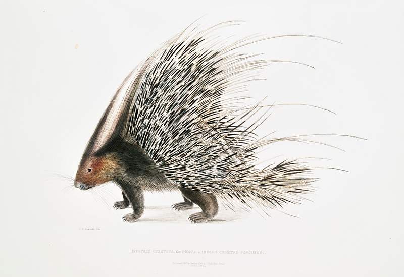 Indian Crested Porcupine (Histrix cristata) from Illustrations of Indian zoology (1830-1834) by John Edward Gray (1800-1875).…