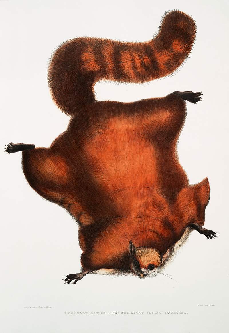 Brilliant Flying Squirrel (Pteromys nitidus) from Illustrations of Indian zoology (1830-1834) by John Edward Gray (1800…