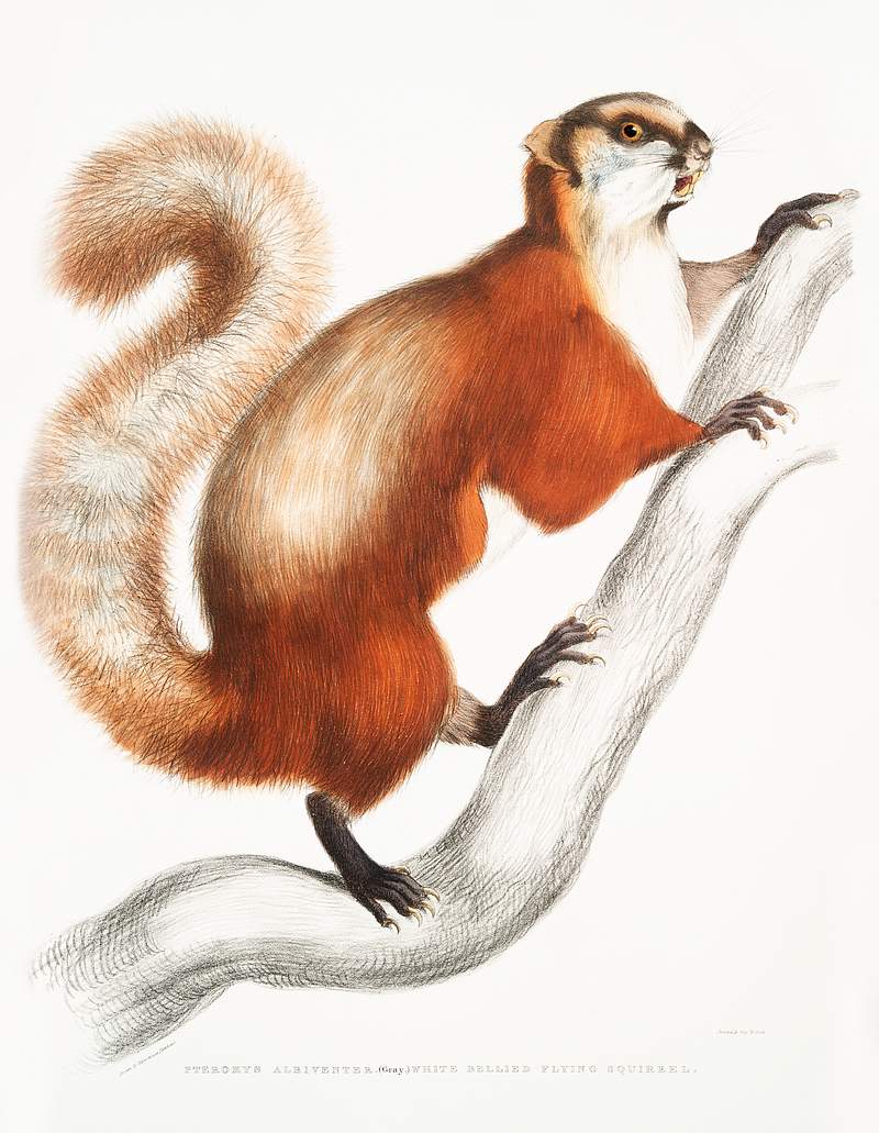 White bellied Flying Squirrel (Pteromys albiventer) from Illustrations of Indian zoology (1830-1834) by John Edward Gray…