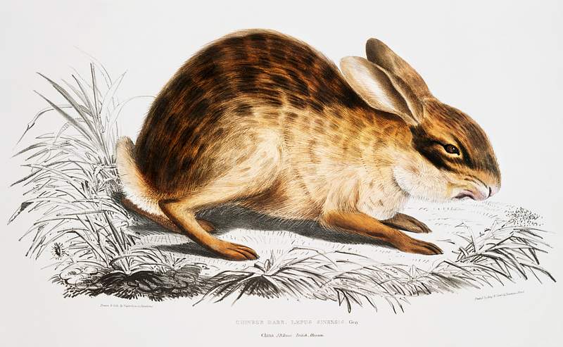 Chinese Hare (Lepus Sinensis) from Illustrations of Indian zoology (1830-1834) by John Edward Gray (1800-1875). Original from…