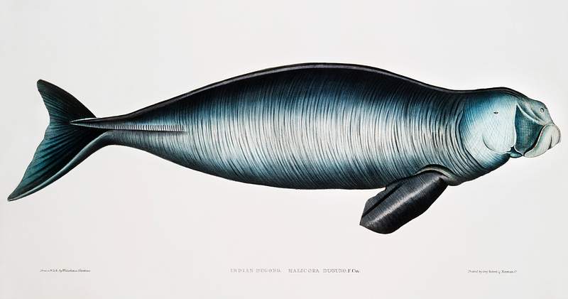 Indian Dugong (Halicora Dugung) from Illustrations of Indian zoology (1830-1834) by John Edward Gray (1800-1875). Original…