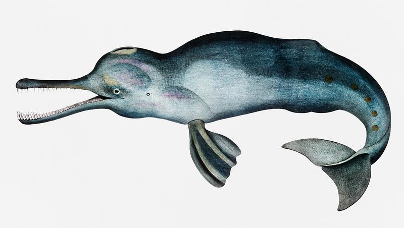 Gangetic Platanista (Platanista Gangetica) from Illustrations of Indian zoology (1830-1834) by John Edward Gray (1800-1875). Gangetic Platanista (Platanista Gangetica) from Illustrations of Indian zoology (1830-1834) by John Edward Gray (1800-1875). …