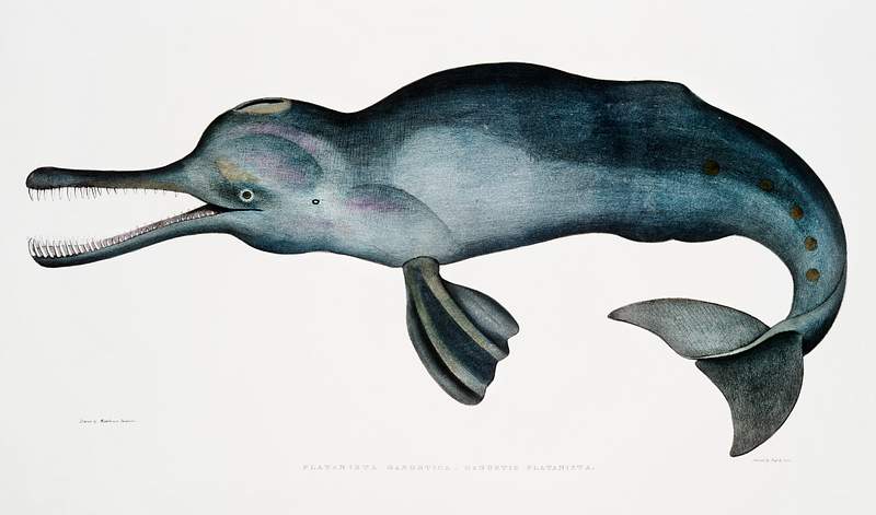 Gangetic Platanista (Platanista Gangetica) from Illustrations of Indian zoology (1830-1834) by John Edward Gray (1800-1875).…