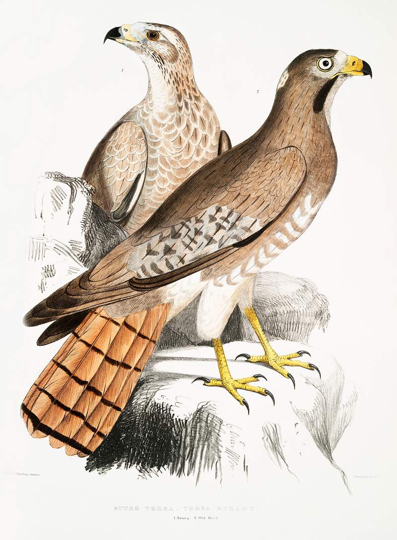 from Illustrations of Indian zoology (1830-1834) by John Edward Gray (1800-1875). Original from The New York Public Library.…