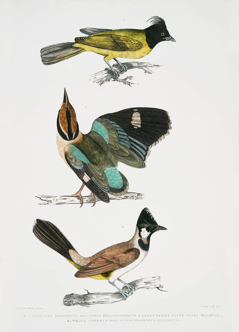 1. Black-headed Brachypus (Brachypus melanocephalus); 2. Short Tailed Pelta (Pelta brachyura); 3. White Cheeked Brachypus…