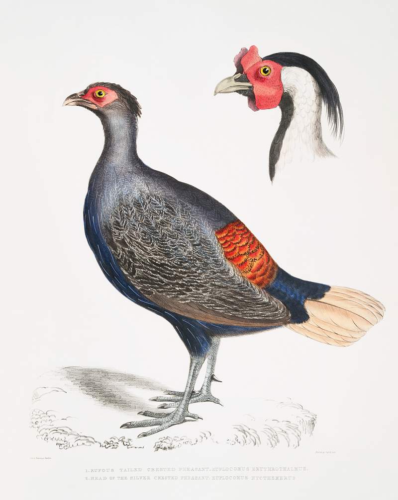 1. Rufous Tailed Crested Pheasant (Euplocomus erythrothalmus); 2. Head of Silver Crested Pheasant (Euplocomus Nycthemerus)…