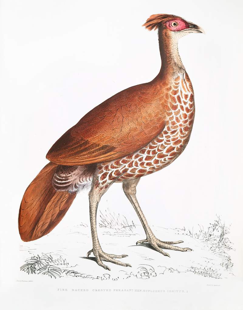 Fire Backed Crested Pheasant Hen (Euplocomus ignitus) from Illustrations of Indian zoology (1830-1834) by John Edward Gray…