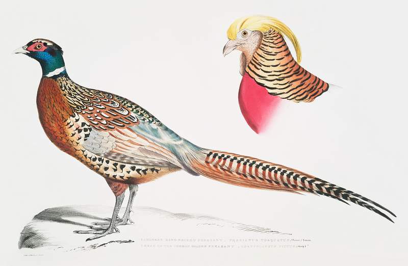 1. Chinese Ring Necked Pheasant (Phasianus torquatus); 2. Head of the Common Golden Pheasant (Chrysolophus pictus) from…