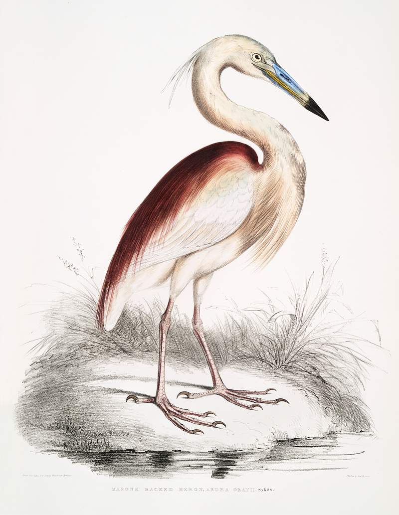 Marone Backed Heron (Ardea Grayii) from Illustrations of Indian zoology (1830-1834) by John Edward Gray (1800-1875). Original…
