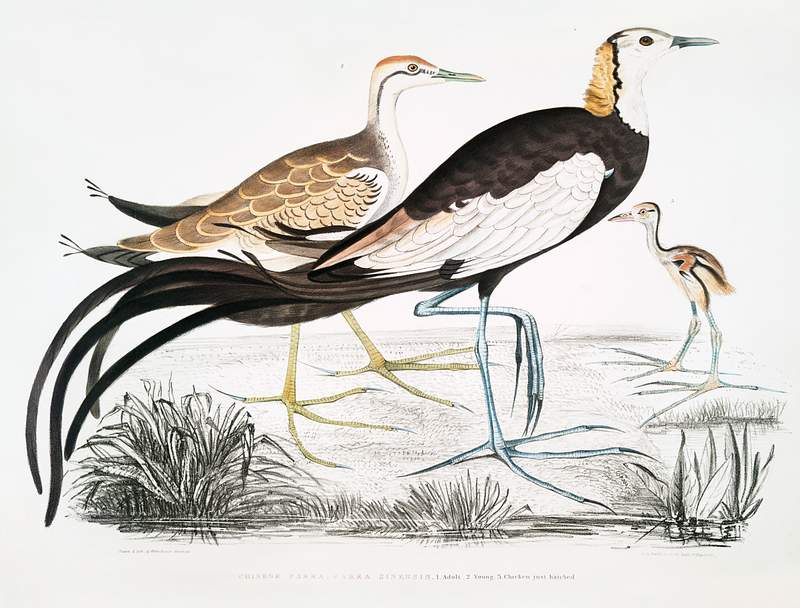 Chinese Parra (Parra Sinensis) 1. Adult 2. Young 3. Chicken just hatched from Illustrations of Indian zoology (1830-1834) by…