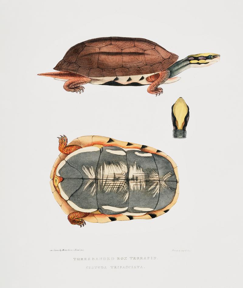 Three Banded Box Terrapin (Cistuda trifasciata) from Illustrations of Indian zoology (1830-1834) by John Edward Gray (1800-1875). Original from New York public library. Digitally enhanced by rawpixel. Three Banded Box Terrapin (Cistuda trifasciata) from Illustrations of Indian zoology (1830-1834) by John Edward Gray (1800…