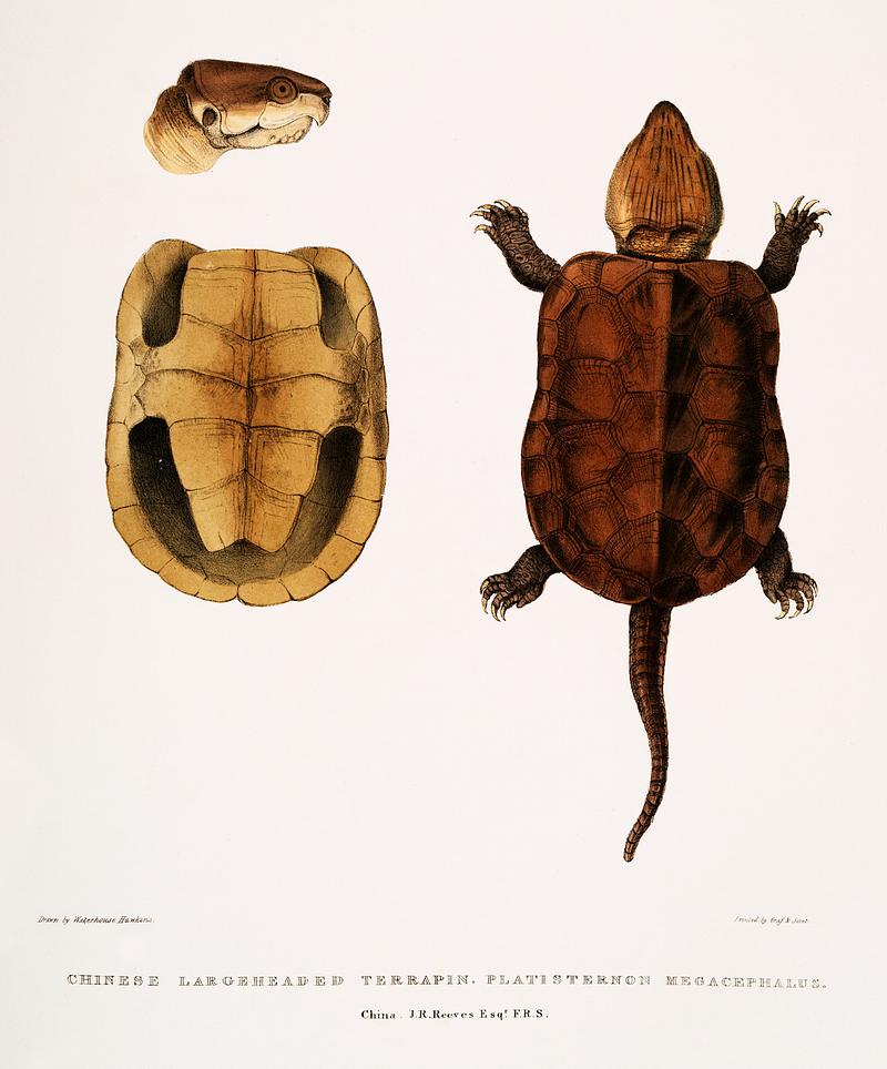 Chinese Large Headed Terrapin (Platysternon megacephalum) from Illustrations of Indian Zoology (1830-1834) by John Edward Gray (1800-1875). Original from New York public library. Digitally enhanced by rawpixel. Chinese Large Headed Terrapin (Platysternon megacephalum) from Illustrations of Indian Zoology (1830-1834) by John Edward…