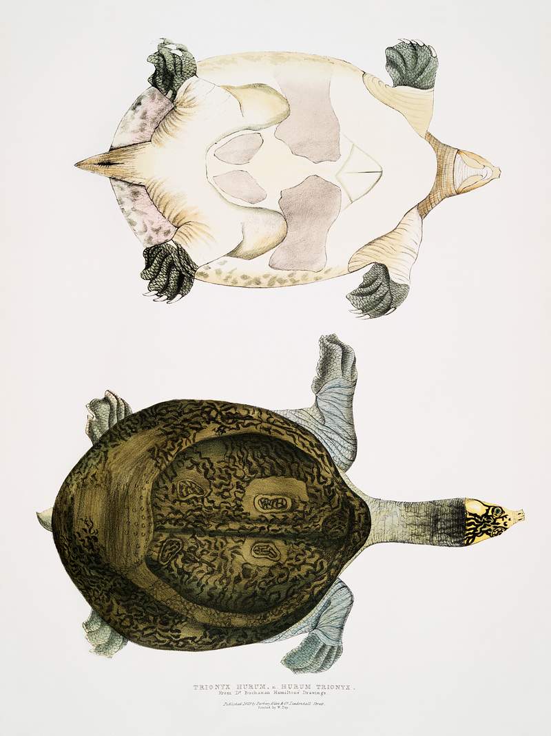 Hurum Trionyx (Trionyx Hurum) from Illustrations of Indian Zoology (1830-1834) by John Edward Gray (1800-1875). Original from…