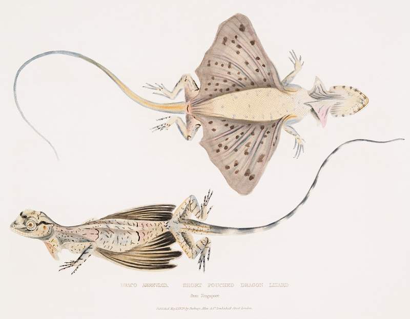 Short Puched Dragon (Draco abreviata) from Illustrations of Indian zoology (1830-1834) by John Edward Gray (1800-1875).…