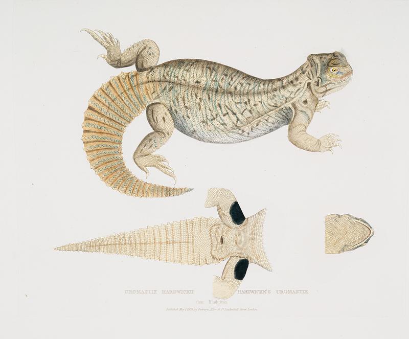 Hardwicke's Uromastix (Uromastix Hardwickii) from Illustrations of Indian zoology (1830-1834) by John Edward Gray (1800-1875). Original from New York public library. Digitally enhanced by rawpixel. Hardwicke's Uromastix (Uromastix Hardwickii) from Illustrations of Indian zoology (1830-1834) by John Edward Gray (1800…