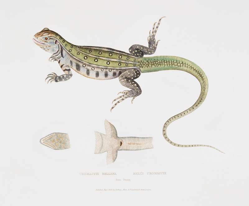Bell's Uromastix (Uromastix Bellii) from Illustrations of Indian zoology (1830-1834) by John Edward Gray (1800-1875).…