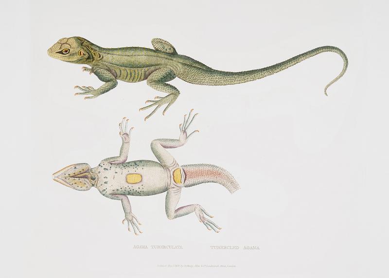 Tubercled Agama (Agama tuberculata) from Illustrations of Indian zoology (1830-1834) by John Edward Gray (1800-1875). Original from New York public library. Digitally enhanced by rawpixel. Tubercled Agama (Agama tuberculata) from Illustrations of Indian zoology (1830-1834) by John Edward Gray (1800-1875).…